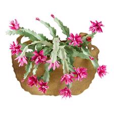 Spellbinders Dies - Susan`s Holiday Flora Collection / Christmas Cactus